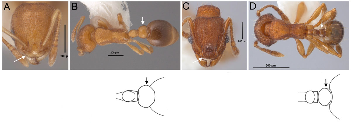 Fig 28